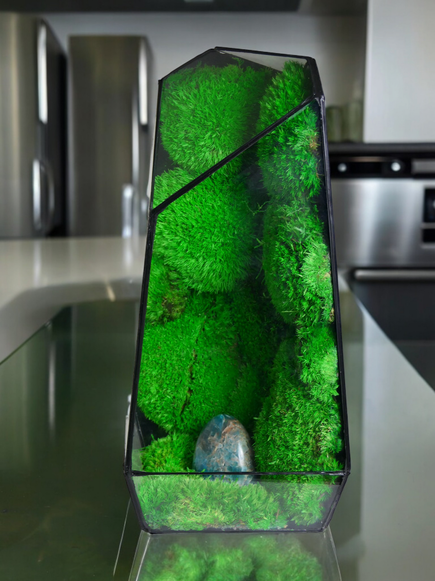 Terrarium P2 🌱 terrario di vetro terrario piante terrario