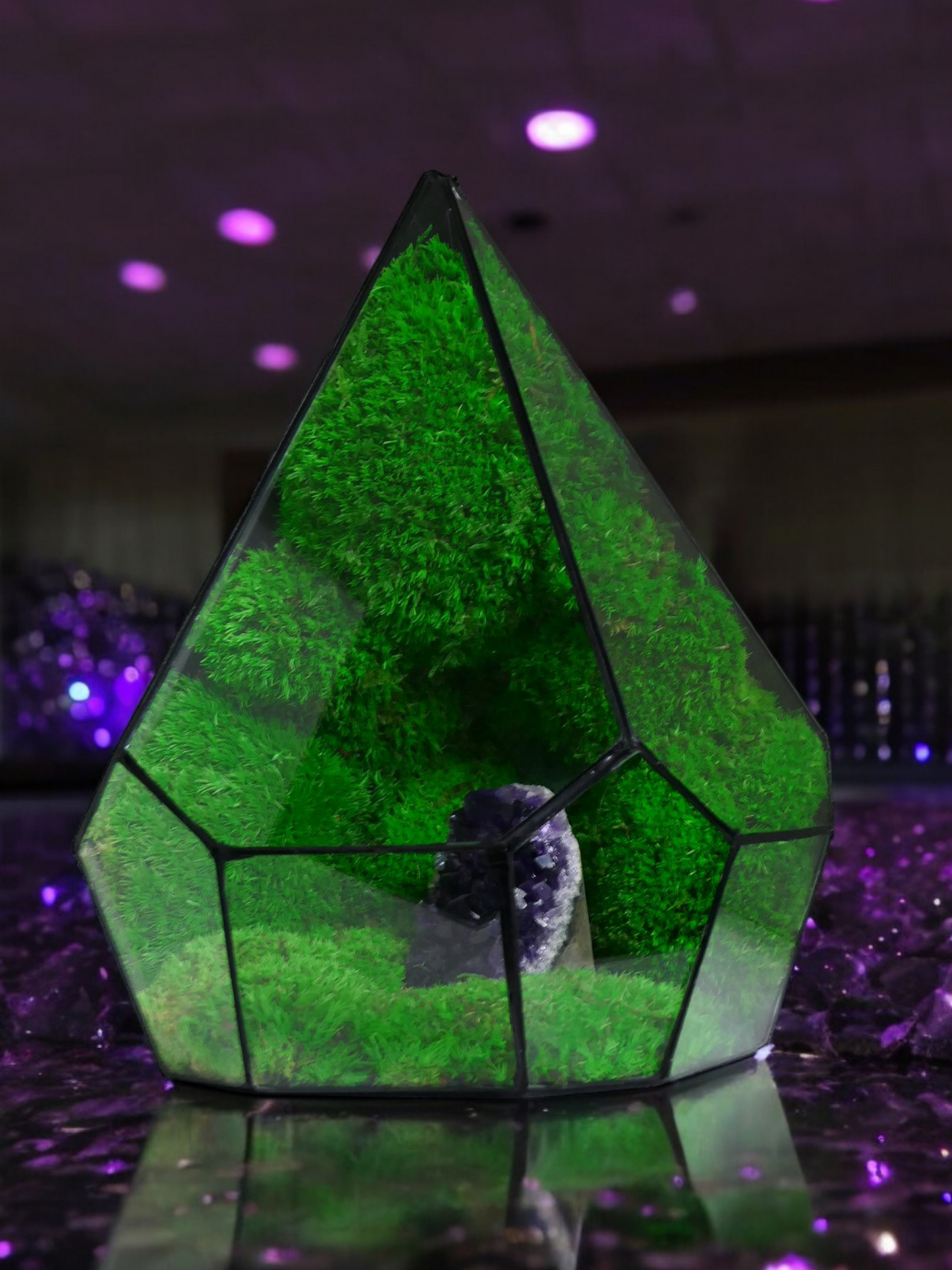 Terrarium A21 🌱 terrario di vetro terrario piante terrario