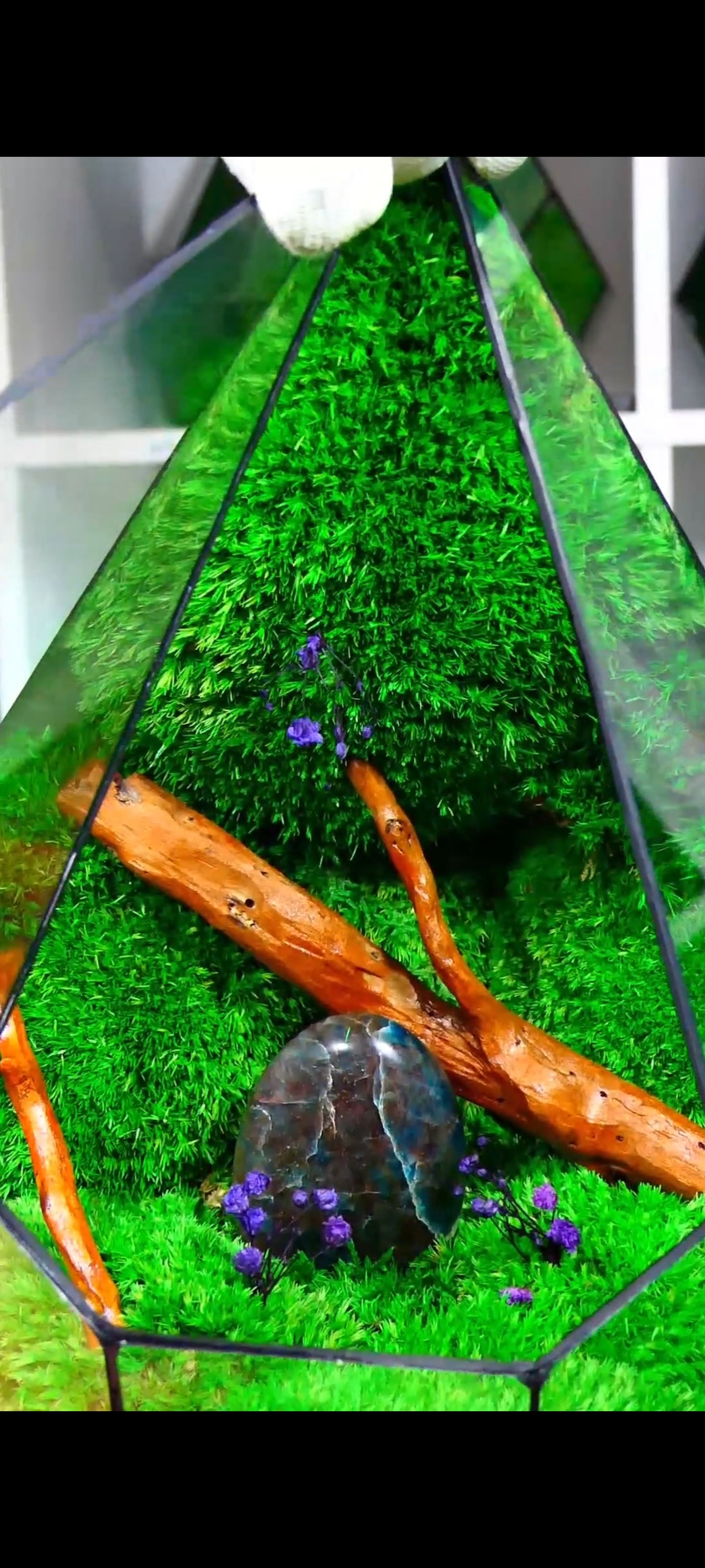 Terrarium P6🌱 terrario di vetro terrario piante terrario