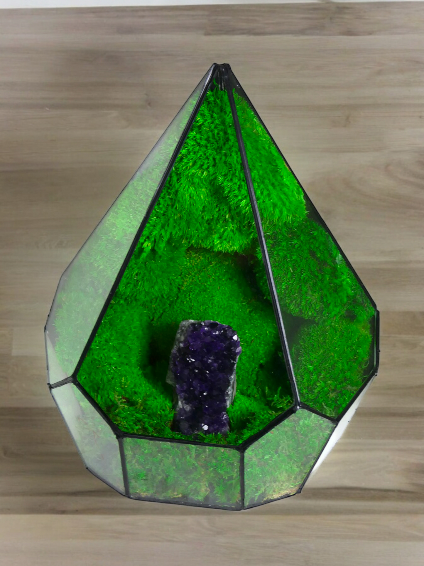 Terrarium A16 🌱 terrario di vetro terrario piante terrario