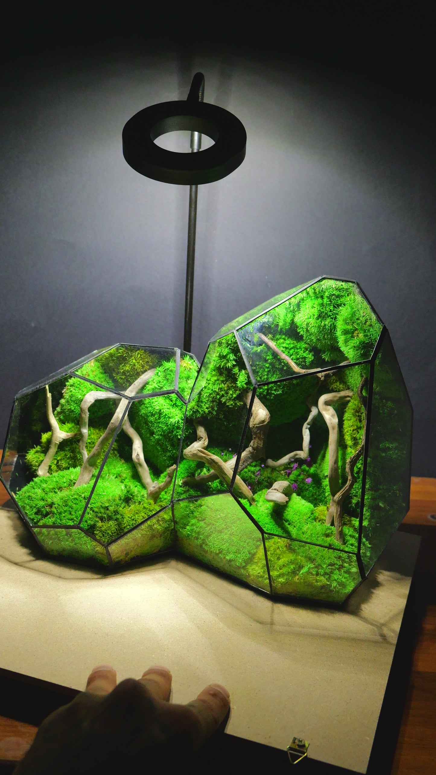Foresta Eterna