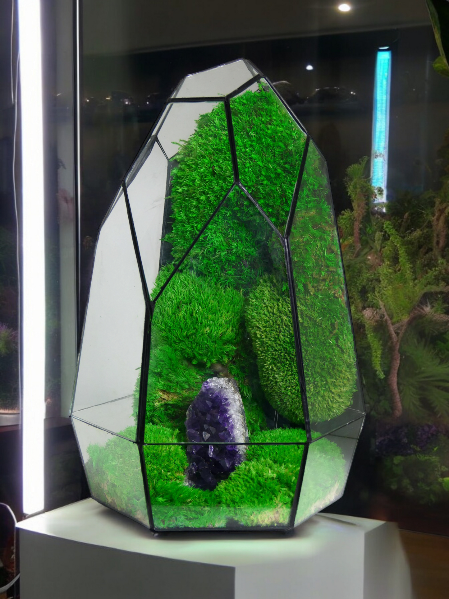 Terrarium A13 🌱 terrario di vetro terrario piante terrario