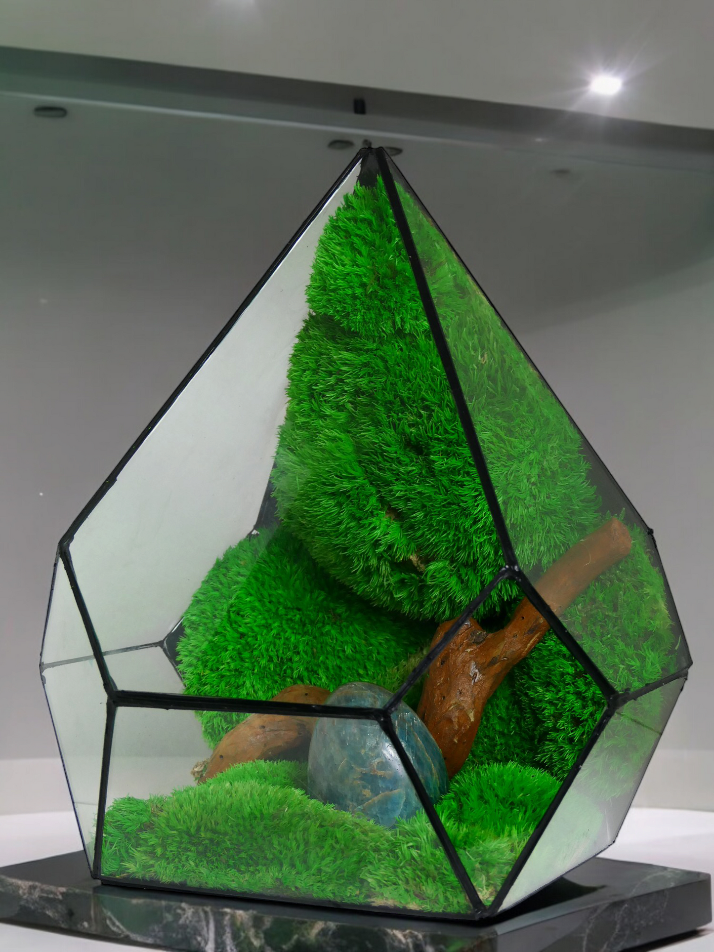 Terrarium P8 🌱 terrario di vetro terrario piante terrario