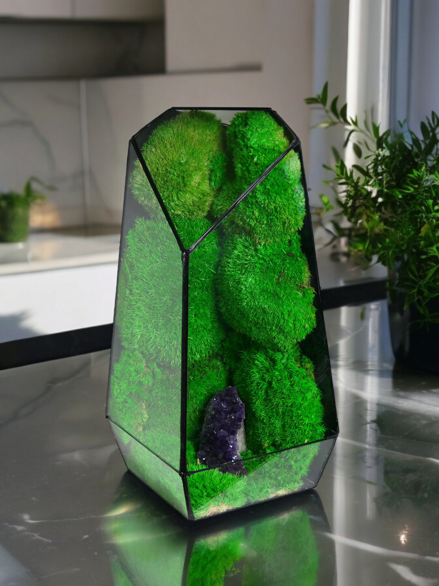 Terrarium A5 🌱 terrario di vetro terrario piante terrario