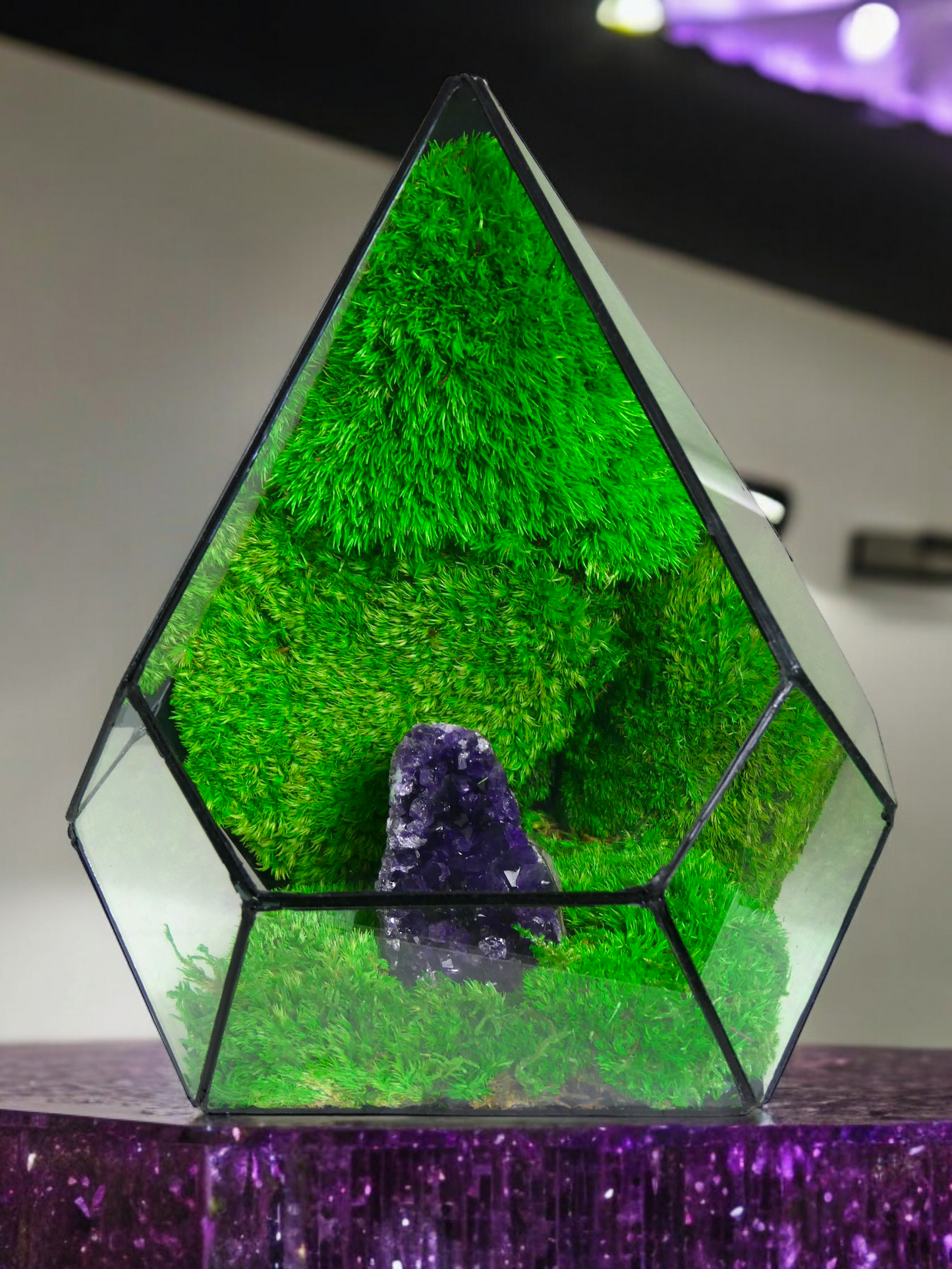 Terrarium A17 🌱 terrario di vetro terrario piante terrario