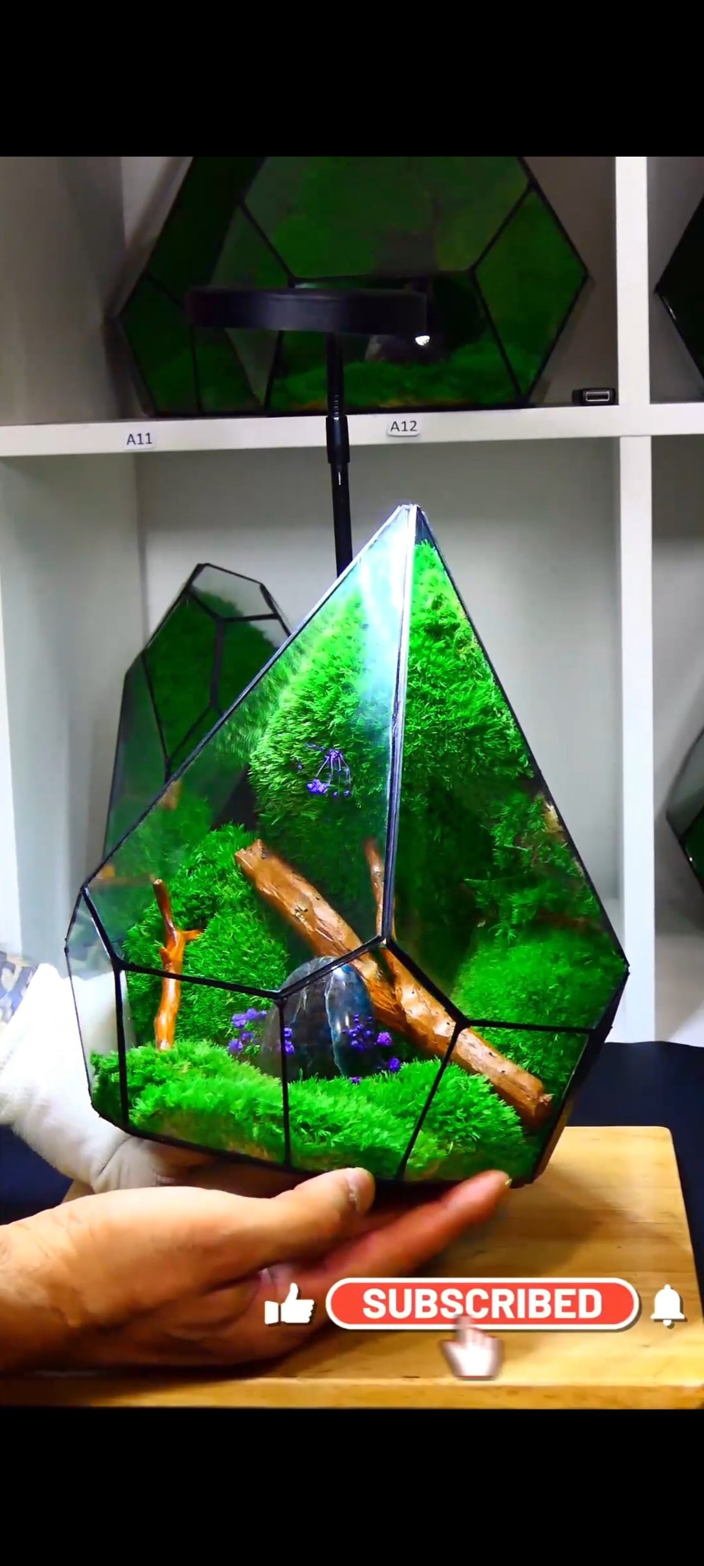Terrarium P6🌱 terrario di vetro terrario piante terrario