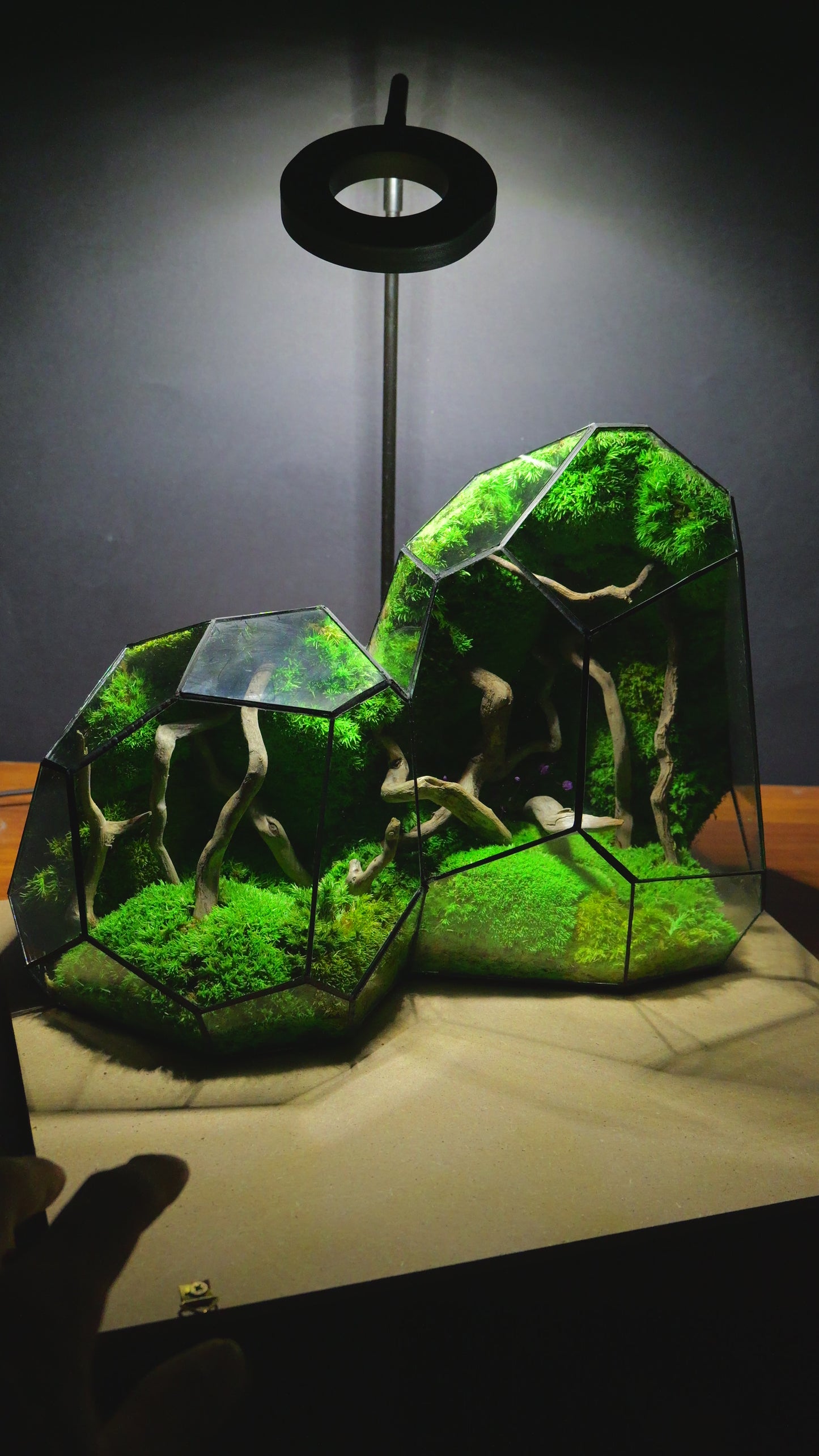 Foresta Eterna