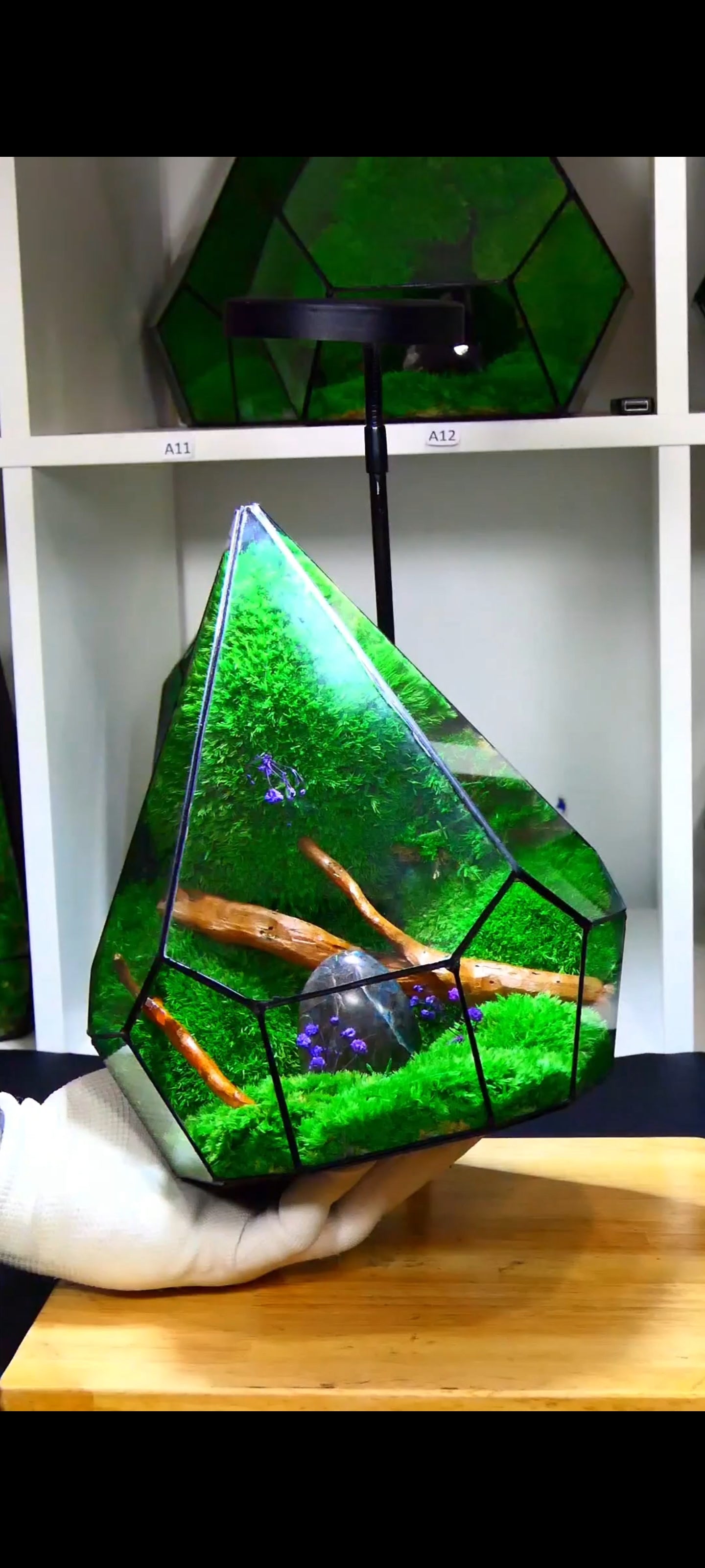 Terrarium P6🌱 terrario di vetro terrario piante terrario