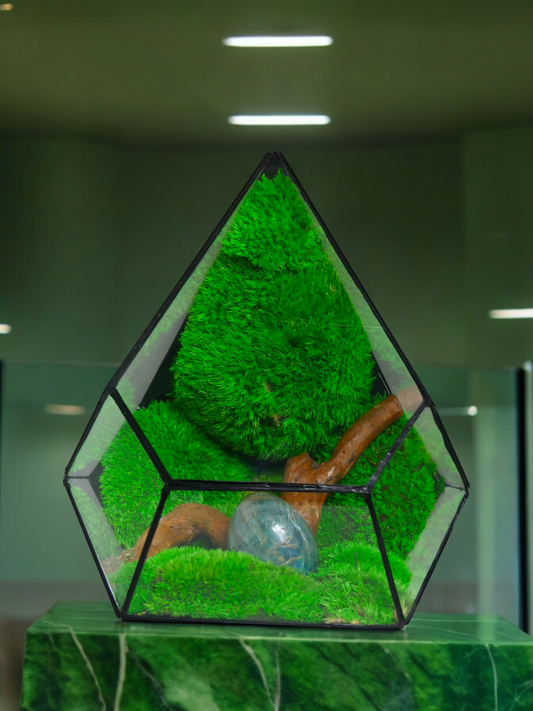 Terrarium P8 🌱   terrario di vetro terrario piante  terrario