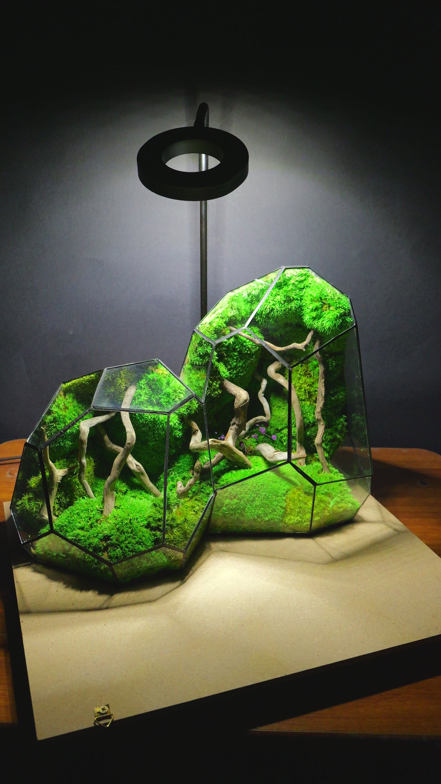 Foresta Eterna