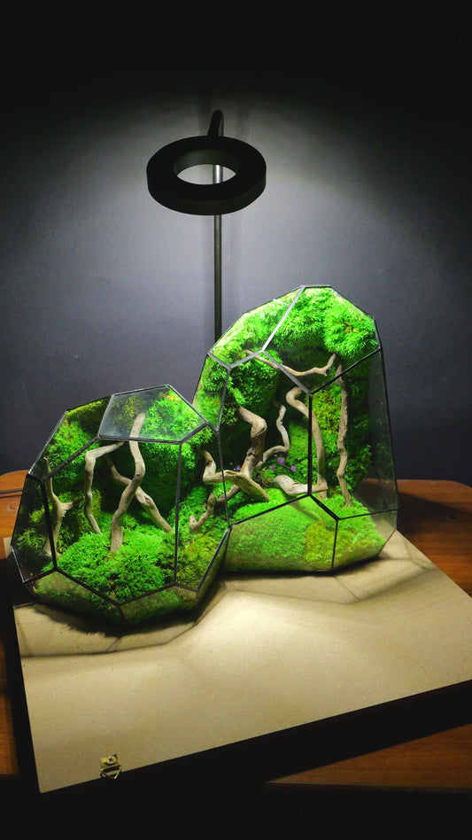 Foresta Eterna