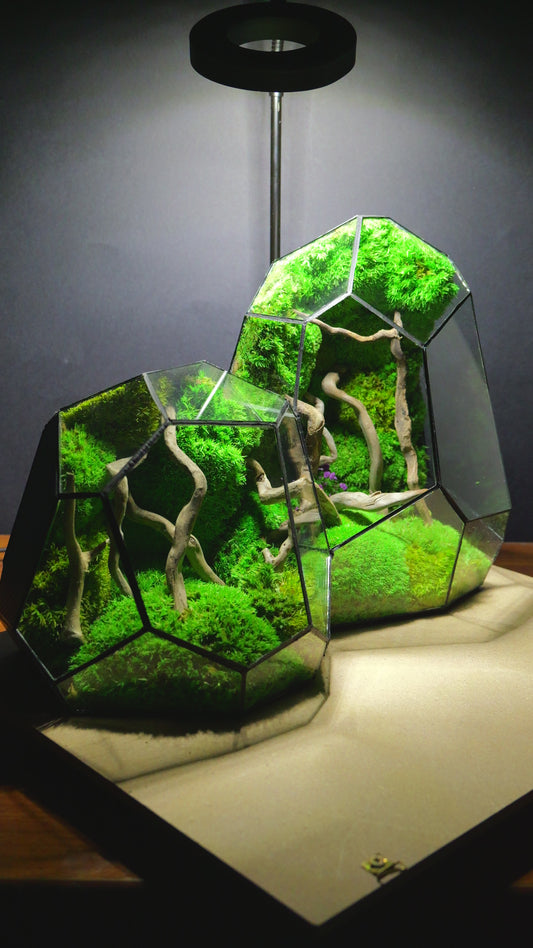 Foresta Eterna
