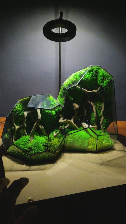 Foresta Eterna