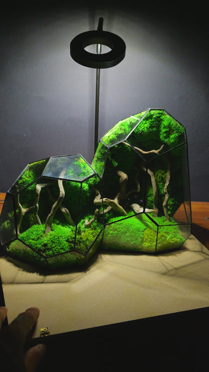 Foresta Eterna